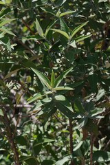 Buddleja salviifolia