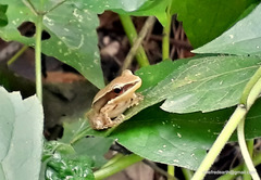 Indosylvirana aurantiaca