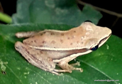 Indosylvirana aurantiaca