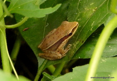 Indosylvirana aurantiaca