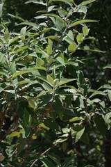 Buddleja salviifolia