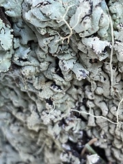 Hypogymnia bitteri