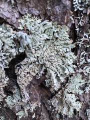 Hypogymnia bitteri