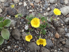 Potentilla vulcanicola