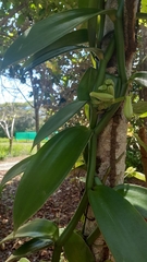 Vanilla planifolia