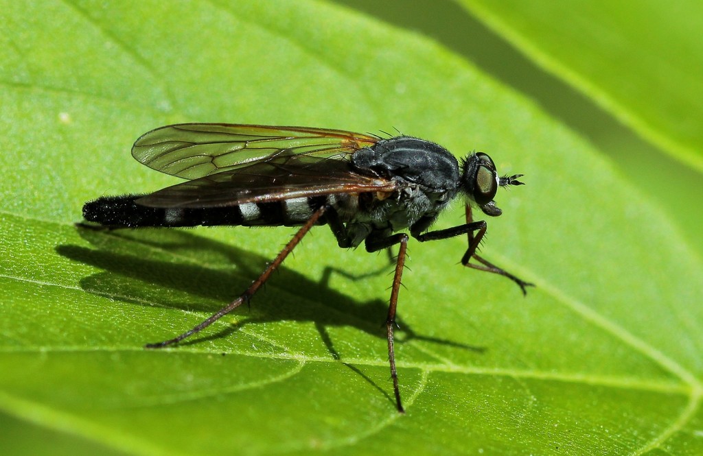 Pandivirilia eximia