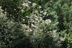 Helichrysum petiolare