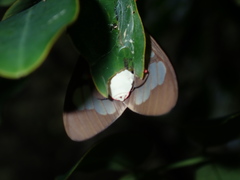 Amerila crokeri
