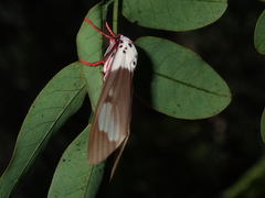 Amerila crokeri