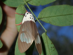 Amerila crokeri