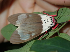 Amerila crokeri