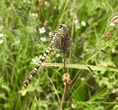 Onychogomphus flexuosus