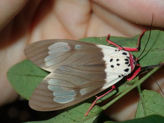 Amerila crokeri