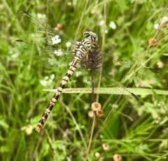 Onychogomphus flexuosus