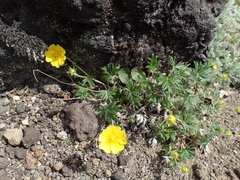 Potentilla vulcanicola