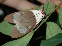 Amerila crokeri
