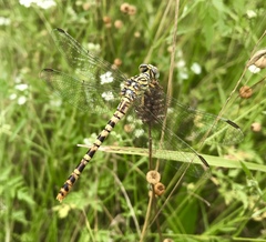 Onychogomphus flexuosus