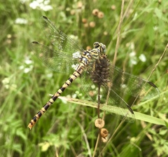 Onychogomphus flexuosus