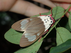 Amerila crokeri