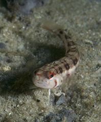 Parapercis nebulosa