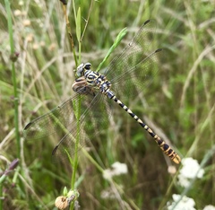 Onychogomphus flexuosus