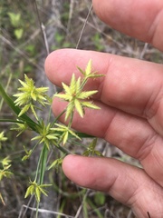 Cyperus fulvus