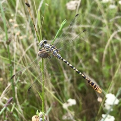 Onychogomphus flexuosus