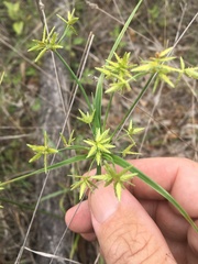 Cyperus fulvus
