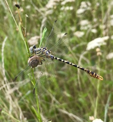 Onychogomphus flexuosus