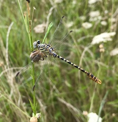 Onychogomphus flexuosus