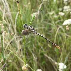 Onychogomphus flexuosus