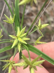 Cyperus fulvus