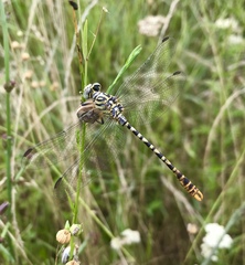 Onychogomphus flexuosus