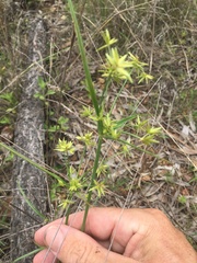 Cyperus fulvus