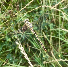 Onychogomphus flexuosus