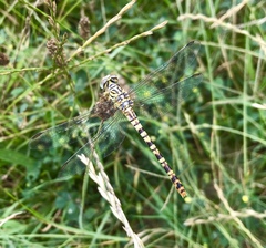 Onychogomphus flexuosus