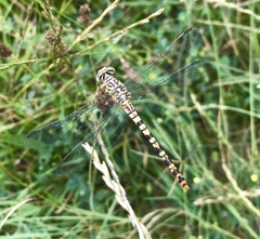 Onychogomphus flexuosus