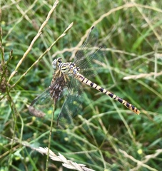 Onychogomphus flexuosus