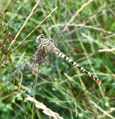 Onychogomphus flexuosus