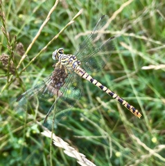 Onychogomphus flexuosus