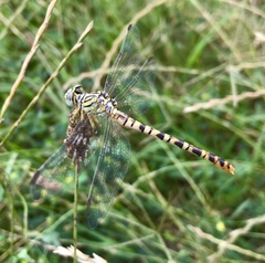Onychogomphus flexuosus