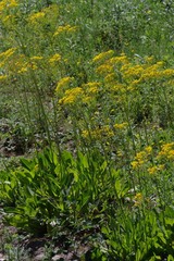 Senecio adnatus
