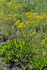 Senecio adnatus