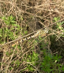 Onychogomphus flexuosus