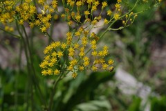 Senecio adnatus