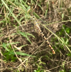 Onychogomphus flexuosus