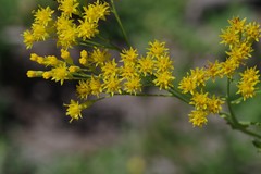 Senecio adnatus