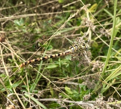 Onychogomphus flexuosus