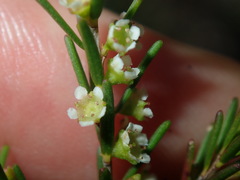 Ochrosperma lineare