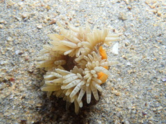 Heteractis